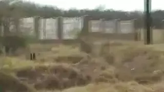 احتفال نيك في الأدغال: علاقة جنسية جماعية عرقية مع مراهقة سمراء