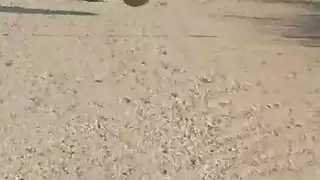 فتاة حمراء الشعر نحيلة زرقاء العيون تمص وتركب قضيباً