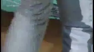 الكلبات الشهوانيات تتوسلن للقضيب طوال اليوم