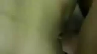 مجنون حديقة أسد امريكي