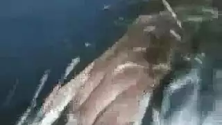 فتاة سمراء شابة تُهيمن عليها وتُذل أمام الكاميرا